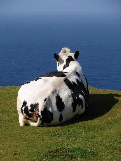 A cows view on the Atlantic