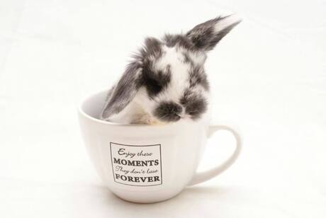 Bunnycup