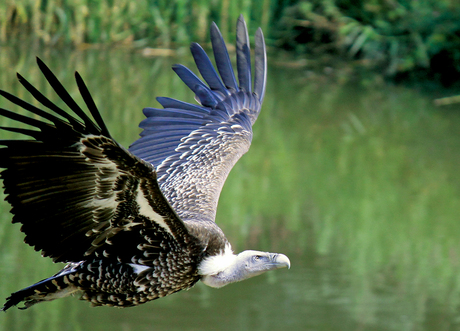 Avifauna