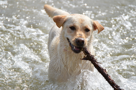 lekker in het water