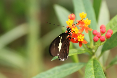 Mooie vlinder in Burgers mangrove