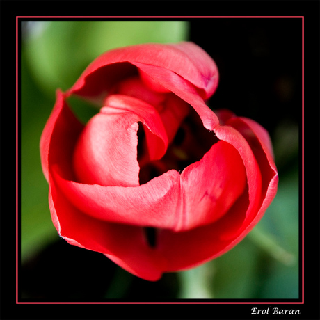 Tulpen in de tuin