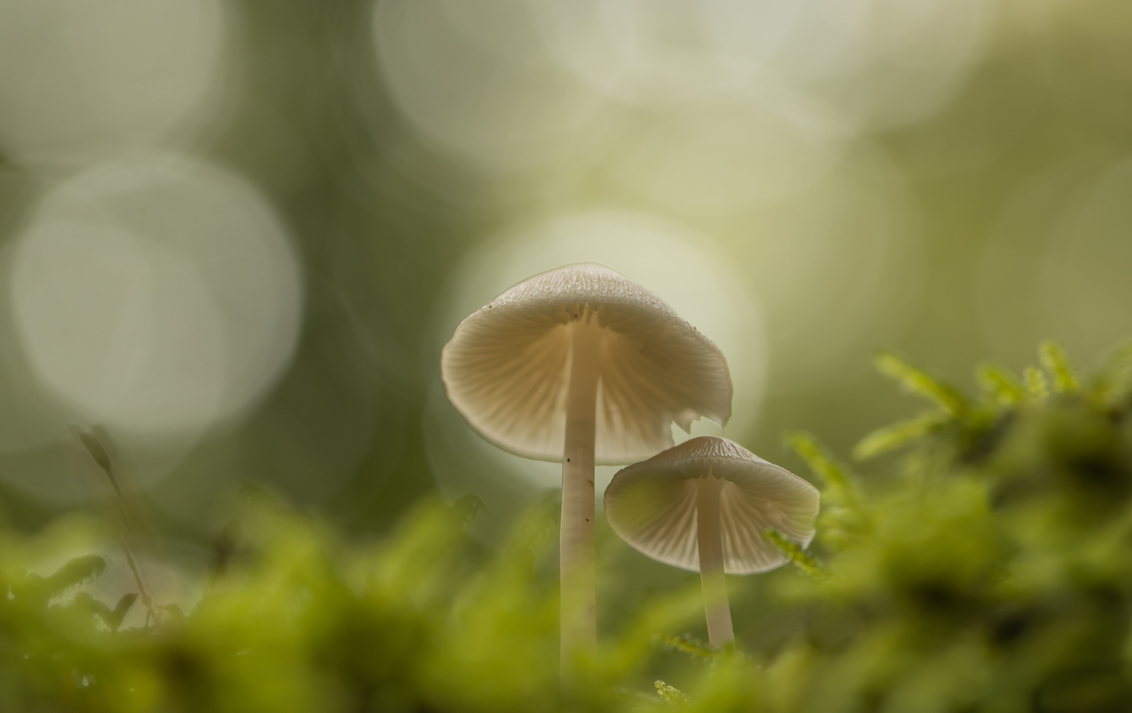 To repeat... - Soms kom je na een foto-shoot thuis en ben je niet helemaal tevreden met het resultaat. Dan maar op herhaling. Gelukkig kan dat bij dit onderwerp, al - foto door franspelzer op 09-10-2019 - deze foto bevat: macro, natuur, paddestoel, herfst, dof, bokeh, franspelzer