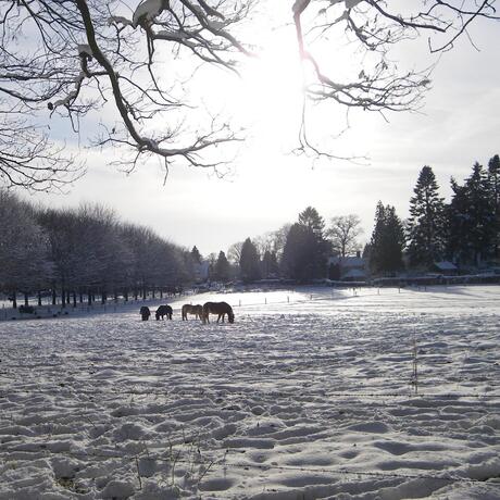 Winter Posbankwandeling