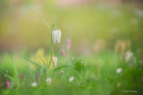 Sweet april flowers