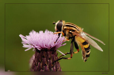 Zweefvlieg op distel