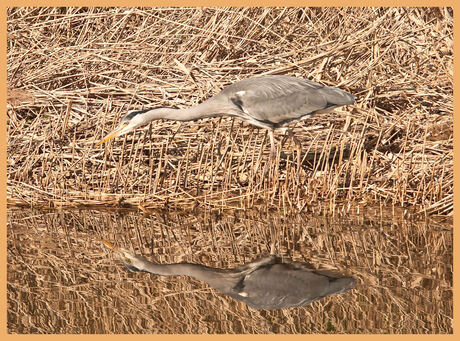 Reiger