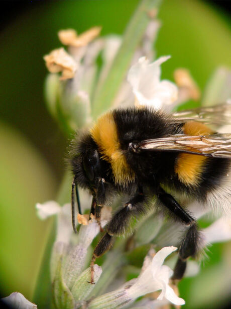 Hommel