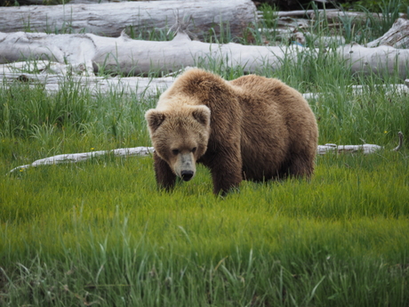 Teddy Bear!