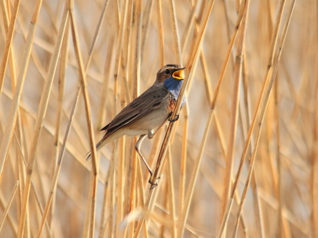 Blauwborst