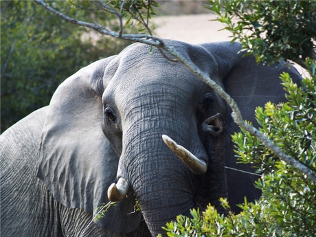 Olifant Zuid Afrika