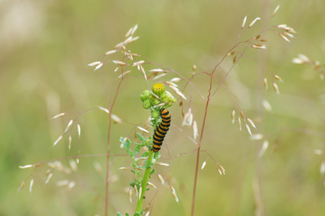 Zebra rupsje