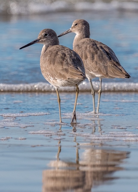 Sandpipers op het strand bij Moss Landing