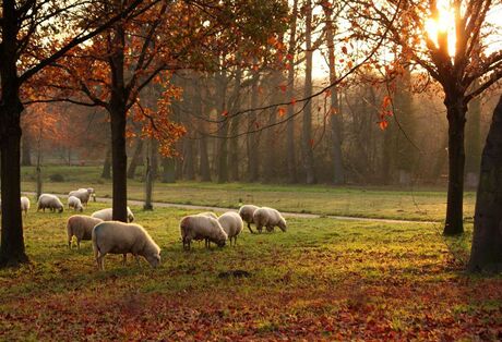 Herfstkleuren