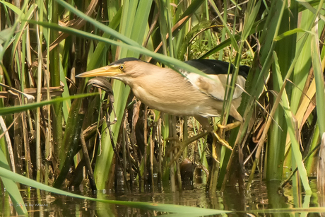 Ixobrychus minutus