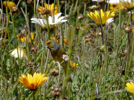 Vogel Kirstenbosch