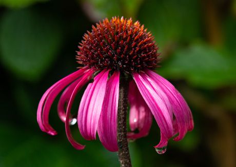 Echinacea purpurea met druppel