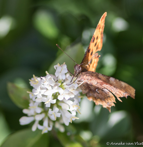 Lekker eten van de ligusterbloemen