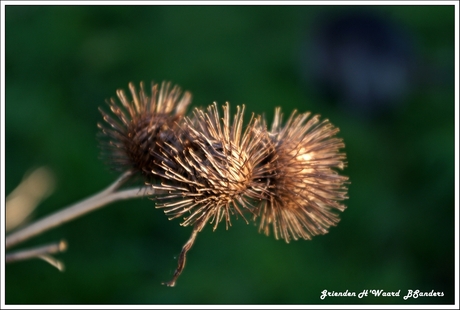 Herfst in de Grienden