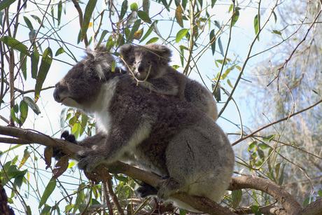 Koala moeder met jong
