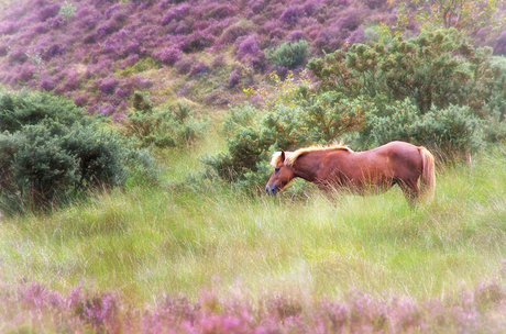 WILD HORSE ON THE BLOOMING HEATHER