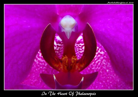 In The Heart Of Phalaenopsis.jpg