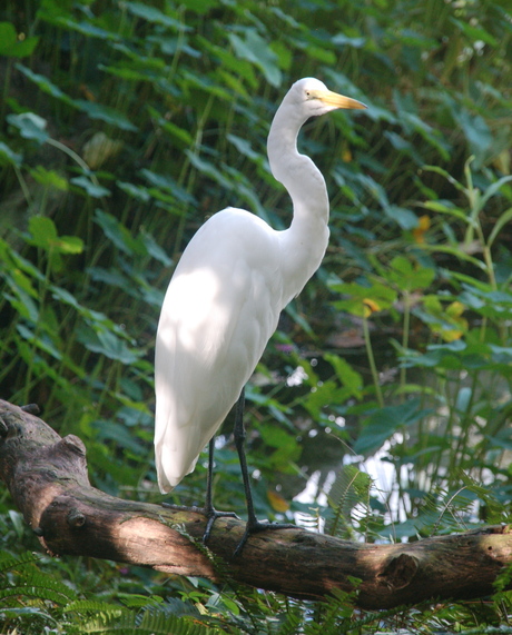 witte vogel