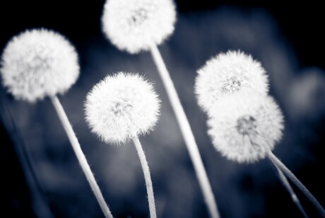 Dandelion Fluffs