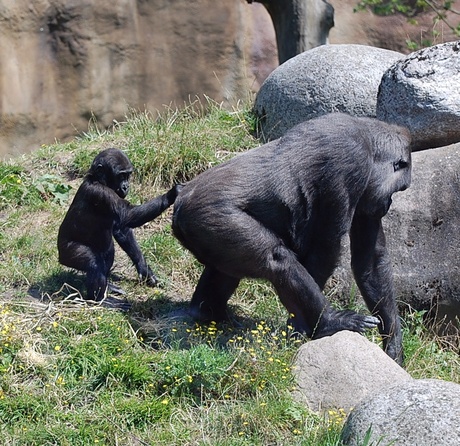 moeder gorilla met haar dochter