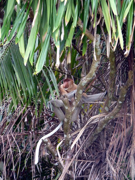 Neusaap, Borneo