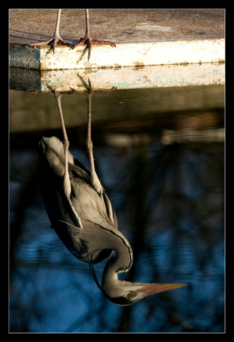 reiger