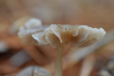 Macro paddenstoel