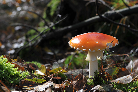 Rood met witte stippen