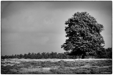 Veluws landschap