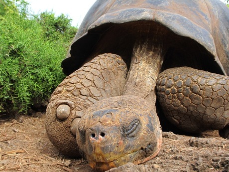 Reuzenschildpad Galapagos eilanden