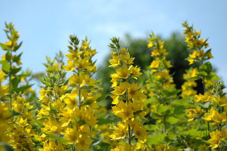 Zomerse achtertuin