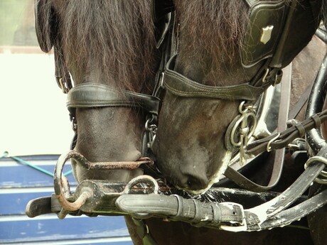 detail span Friese paarden