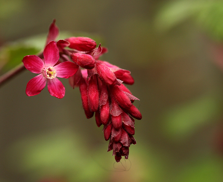 Red Flower