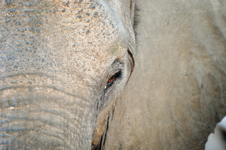 Zambiaanse olifant