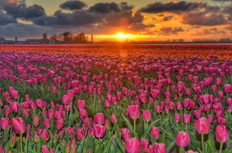 Tulpenpracht bij zonsondergang