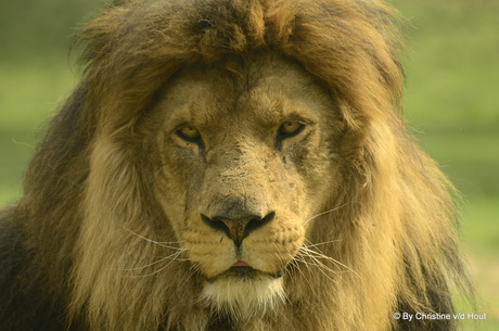 Cesar koning van Safaripark Beekse Bergen