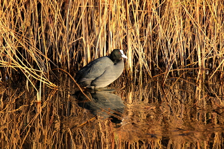 Meerkoet.