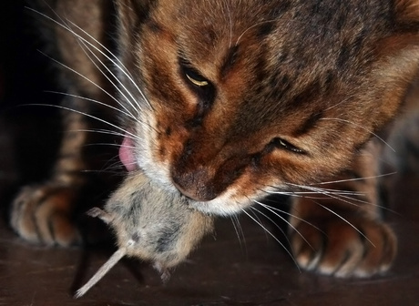 Bengaalse kater eet gevangen muis op