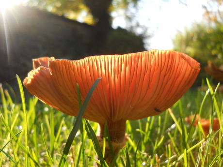 Paddestoel in het zonnetje