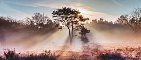 Cutting the Fog