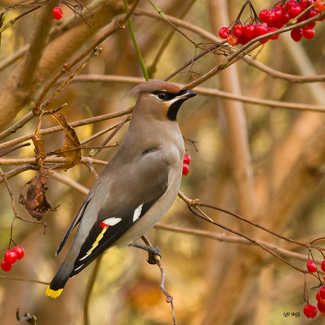 Pestvogel