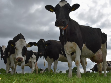 boerderijfoto-2