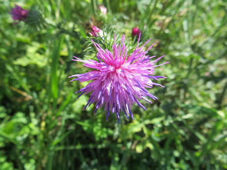 Distel