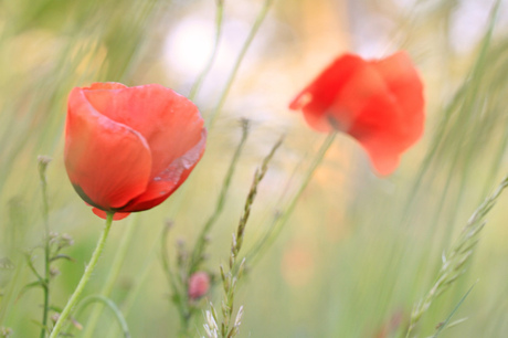 poppies