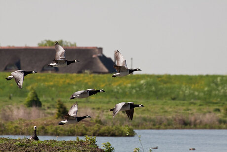 vliegende Brandganzen